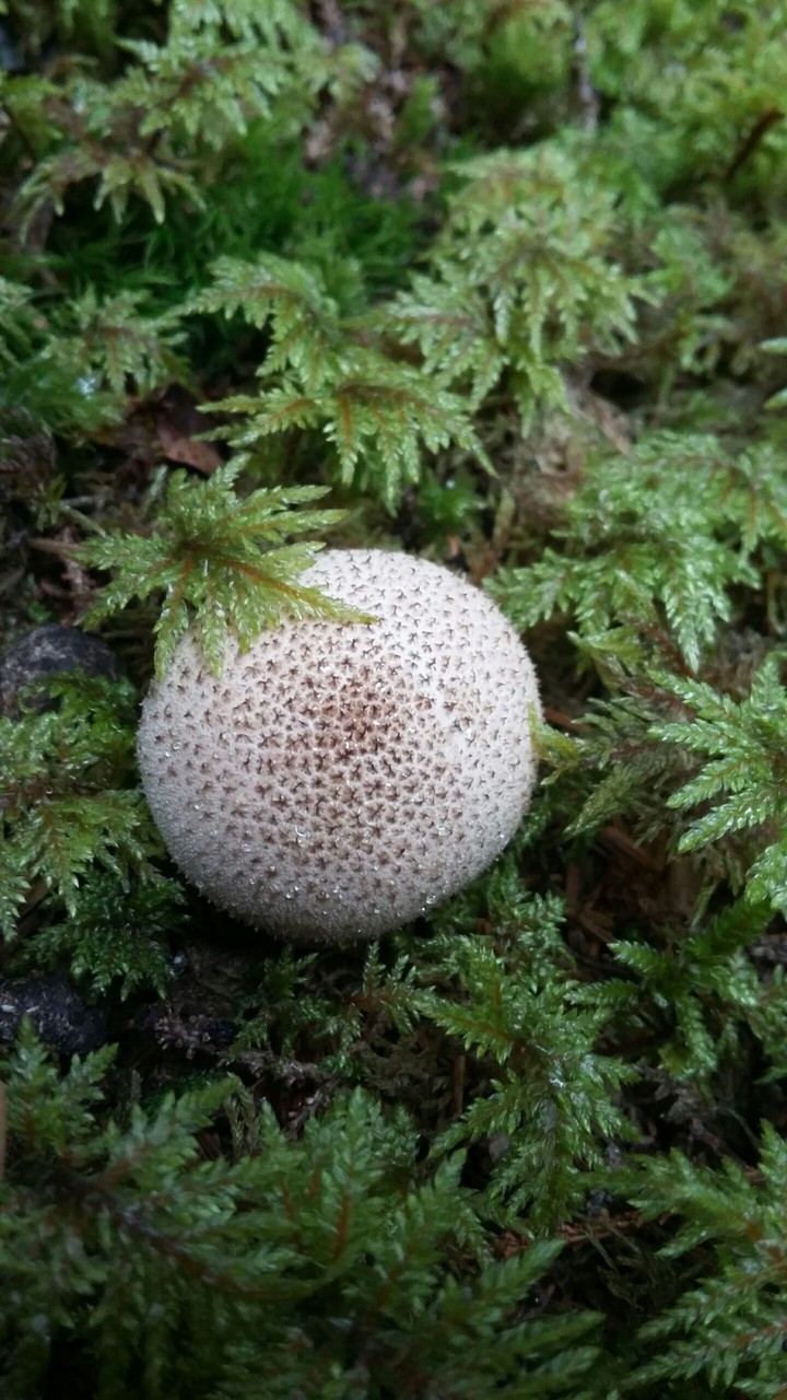 Mushroom