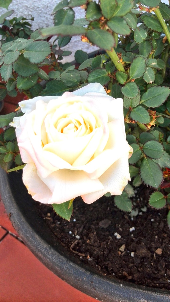 White Rose