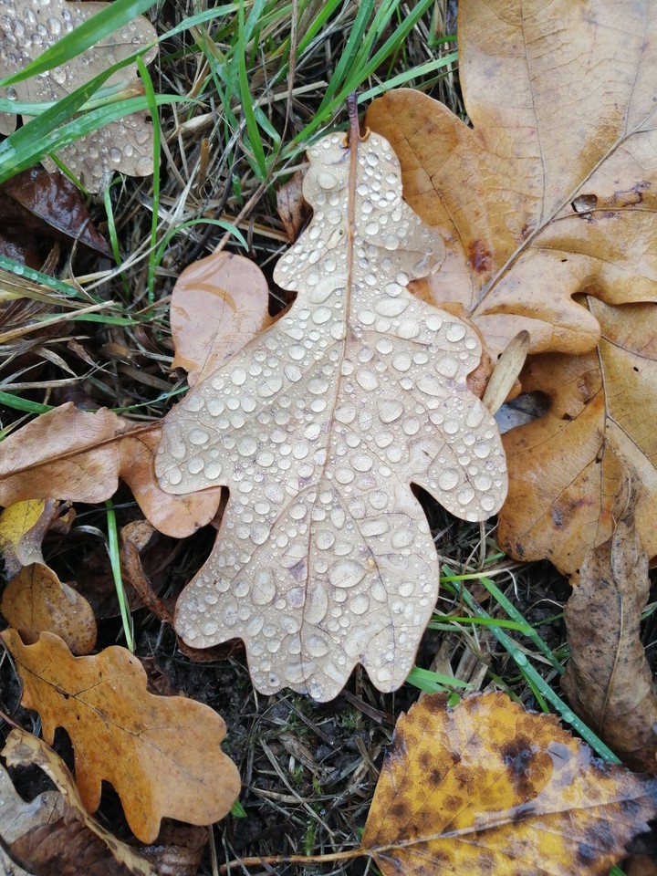Autumn