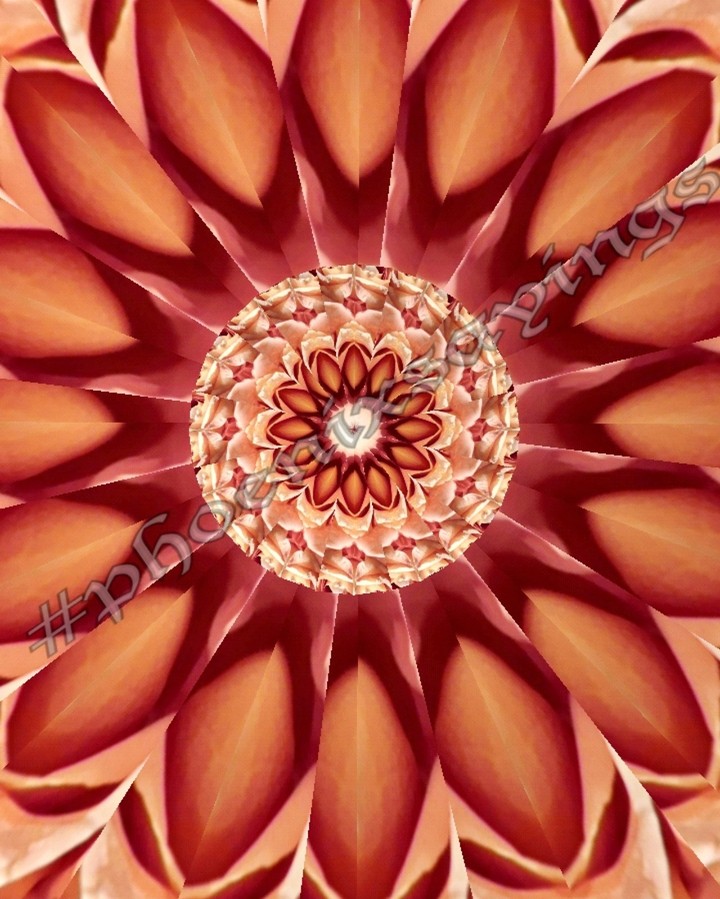 I made this kaleidoscope print from flowers at a store