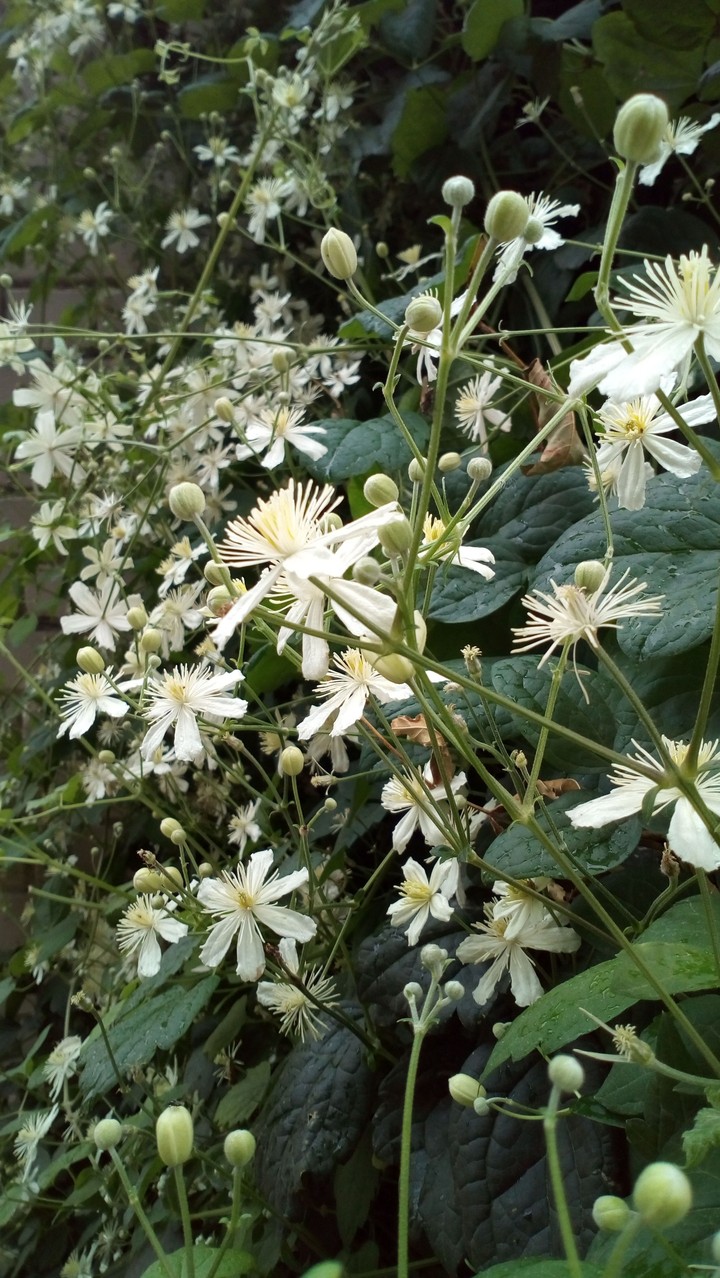 Flowers.