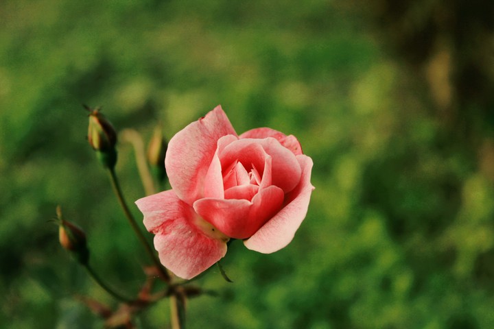 ROSE?
