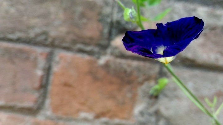 #purples#petal