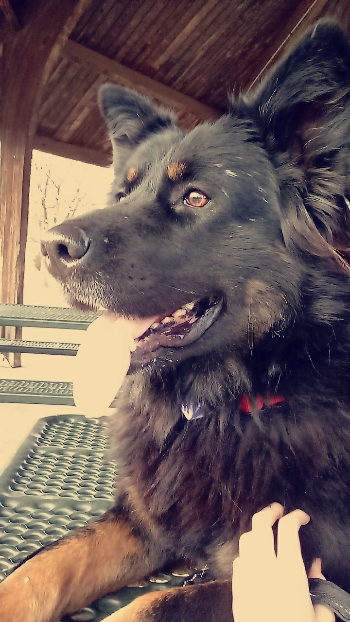 Doggo