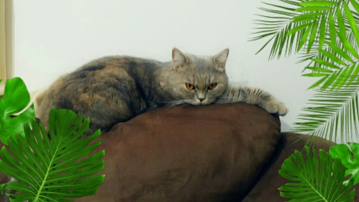 cat