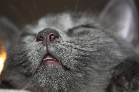 Grey nose