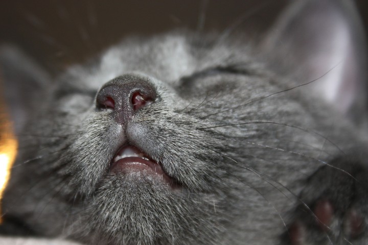 Grey nose