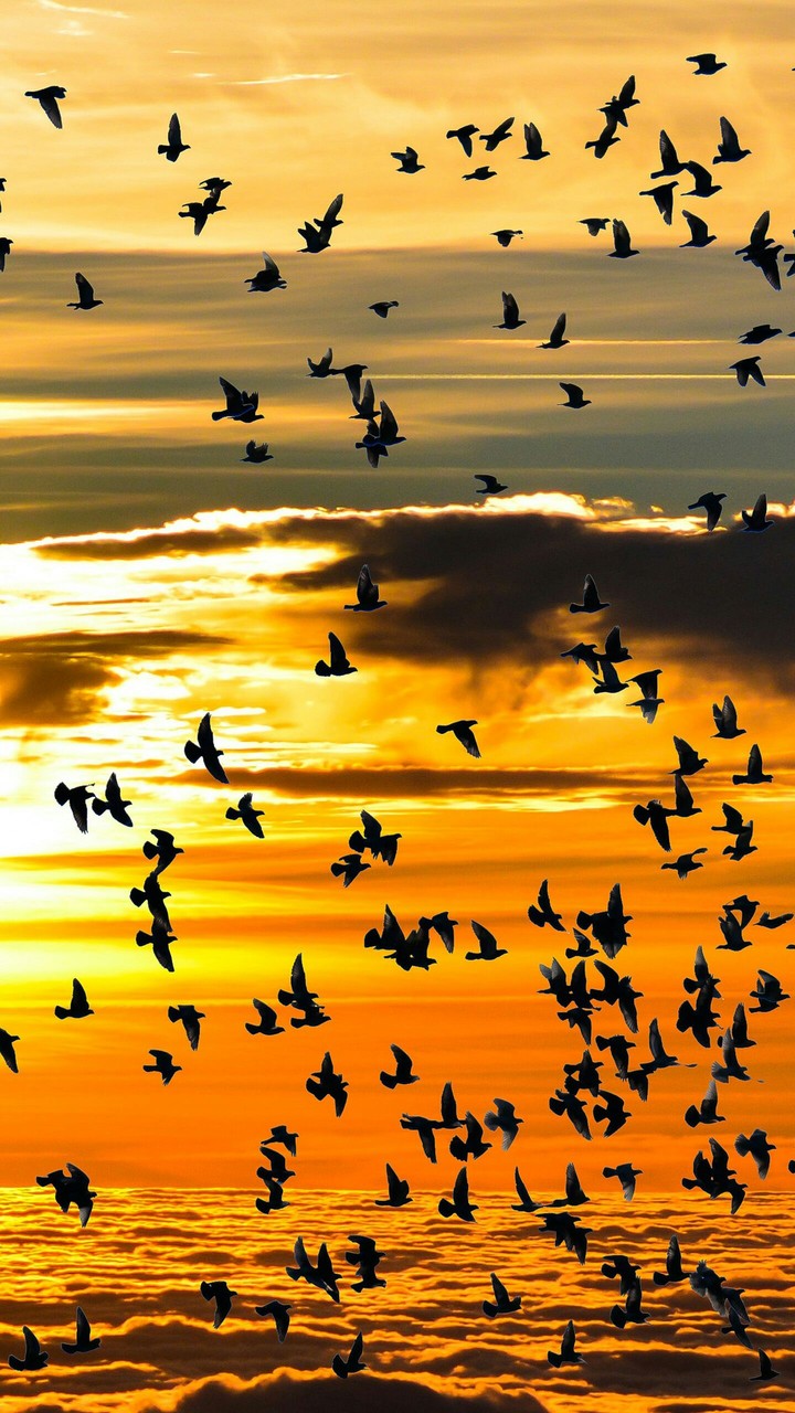 Shine birds...