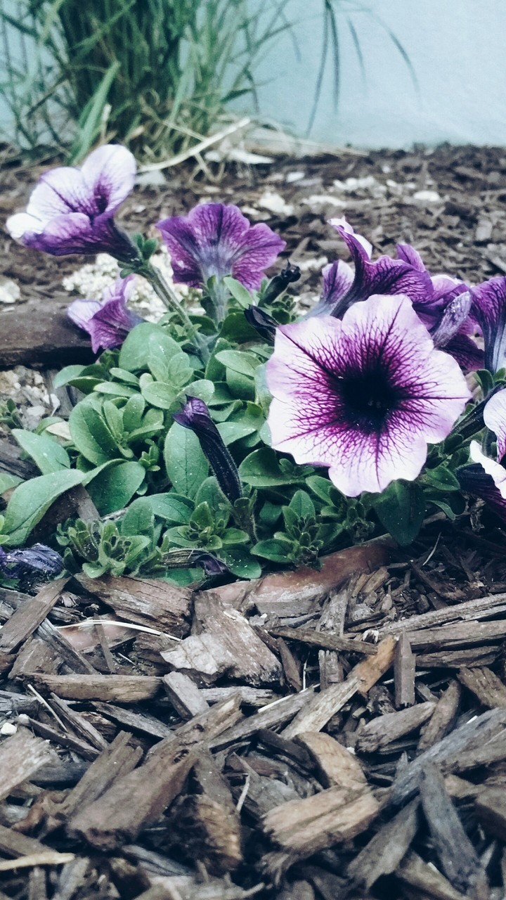 flowers