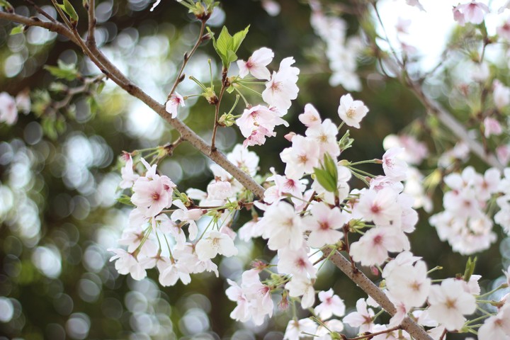 Cherry Blossom