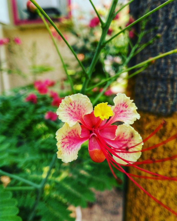 flower