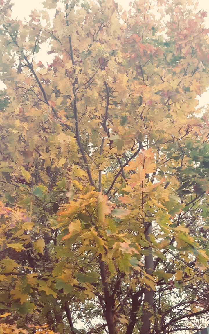 Color leaf