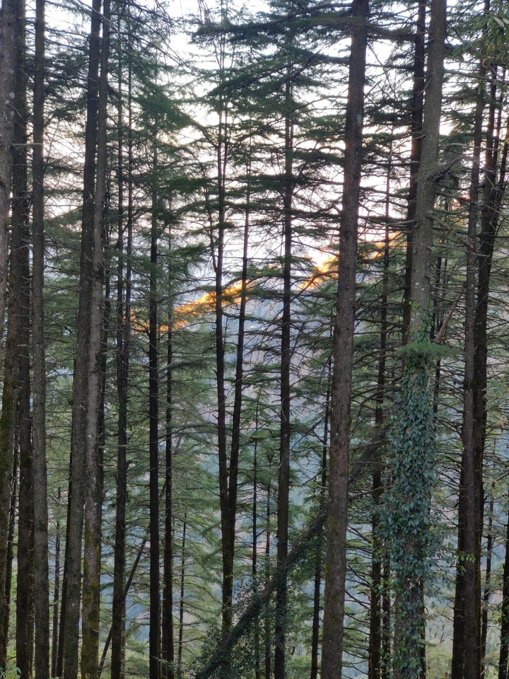 Into the woods