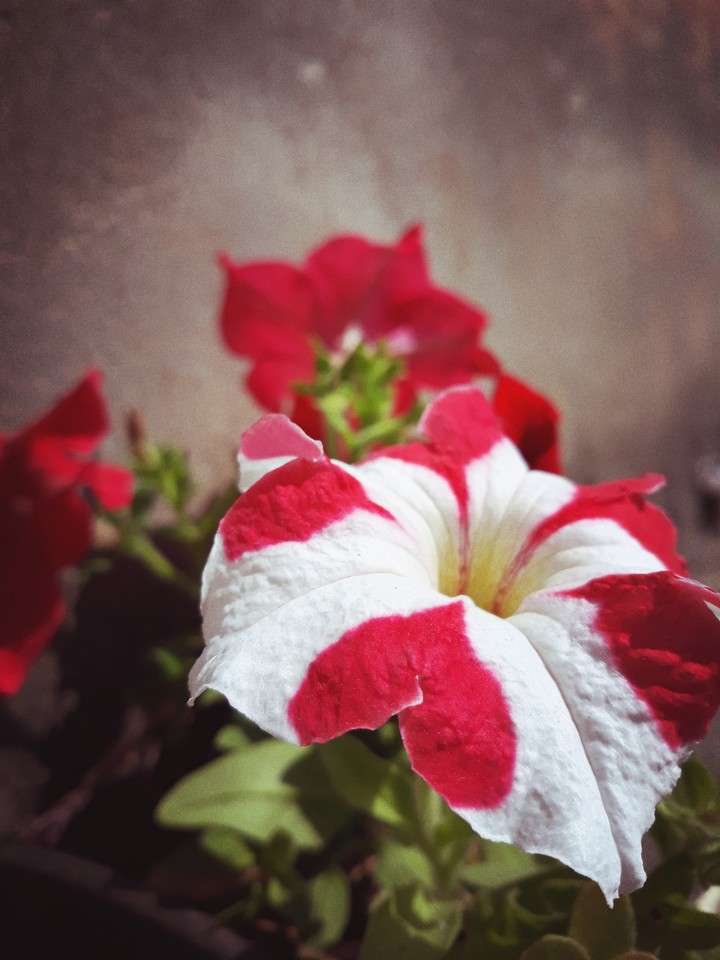 The flower
