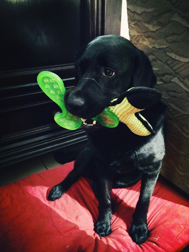 black labrador
