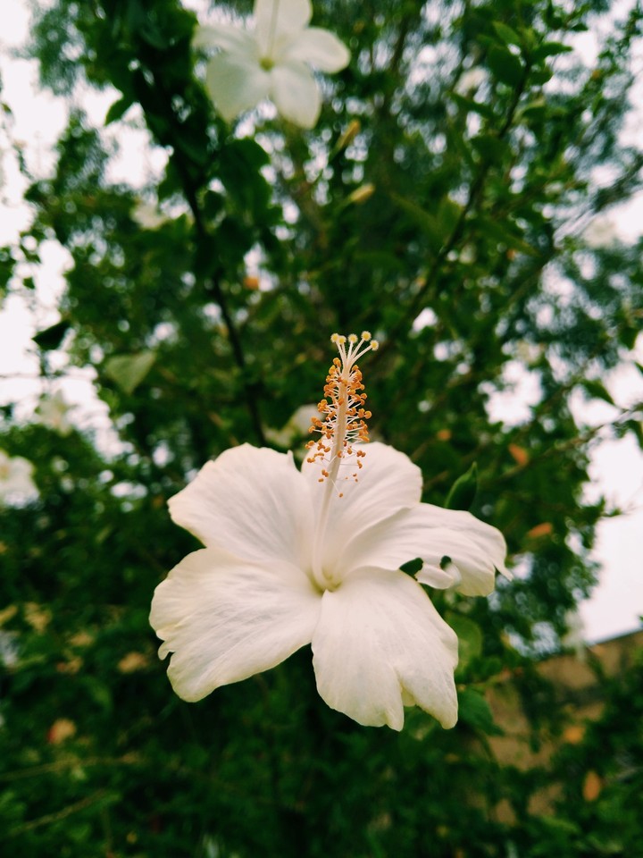 Hibiscus Flower White