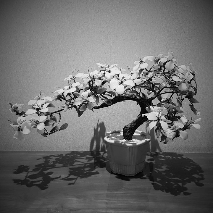 Flowering Bonsai Tree