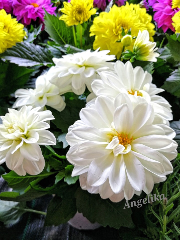 Flower Dalia