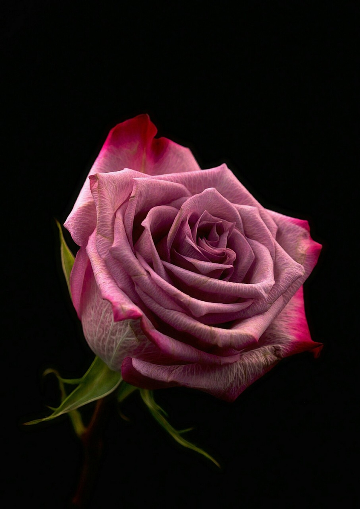 fleurs