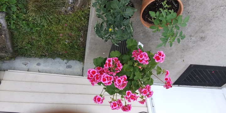 2021 container garden
