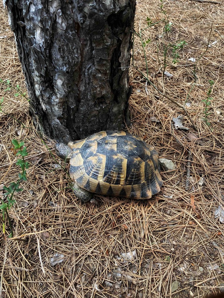 camouflage