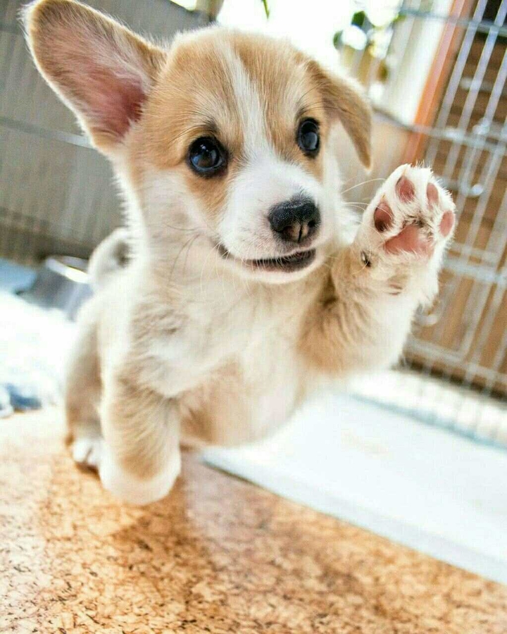 Cute dog