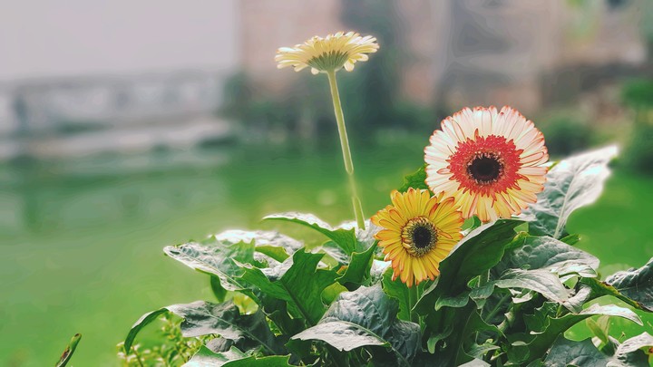 sunflower