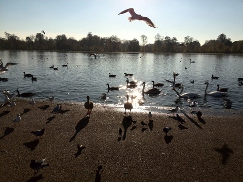 Birds