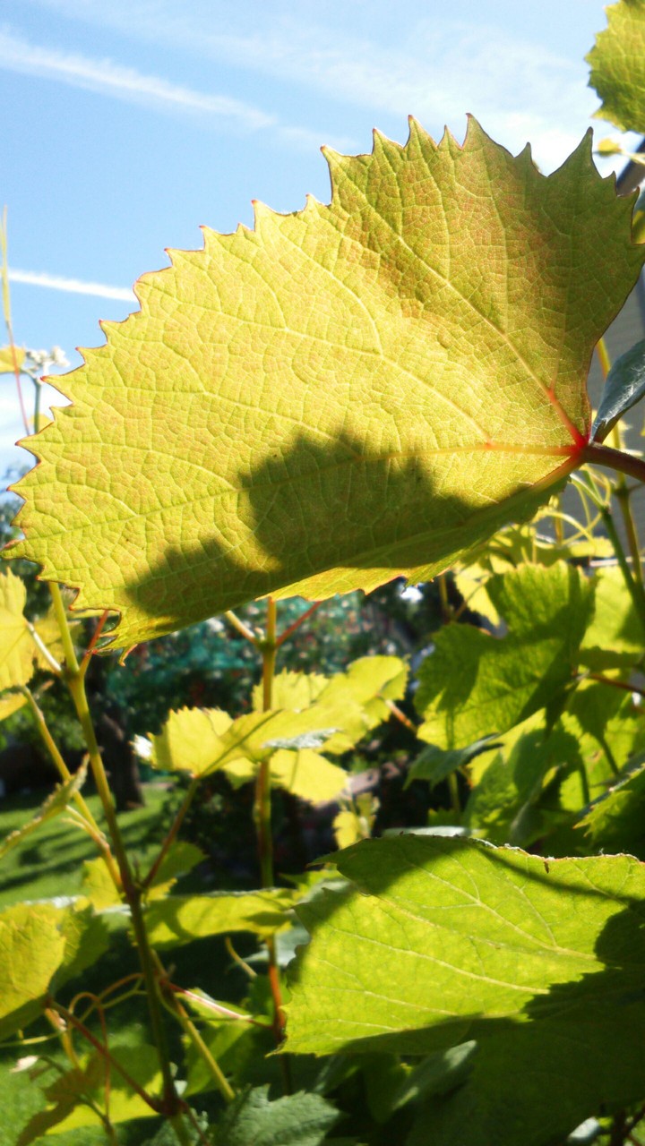Garpe leaves
