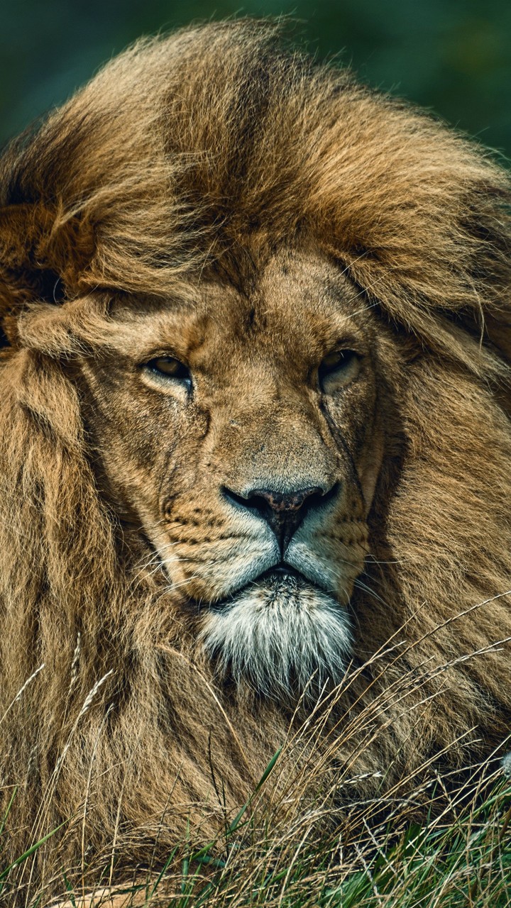 Leon