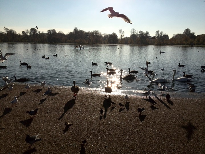 Birds