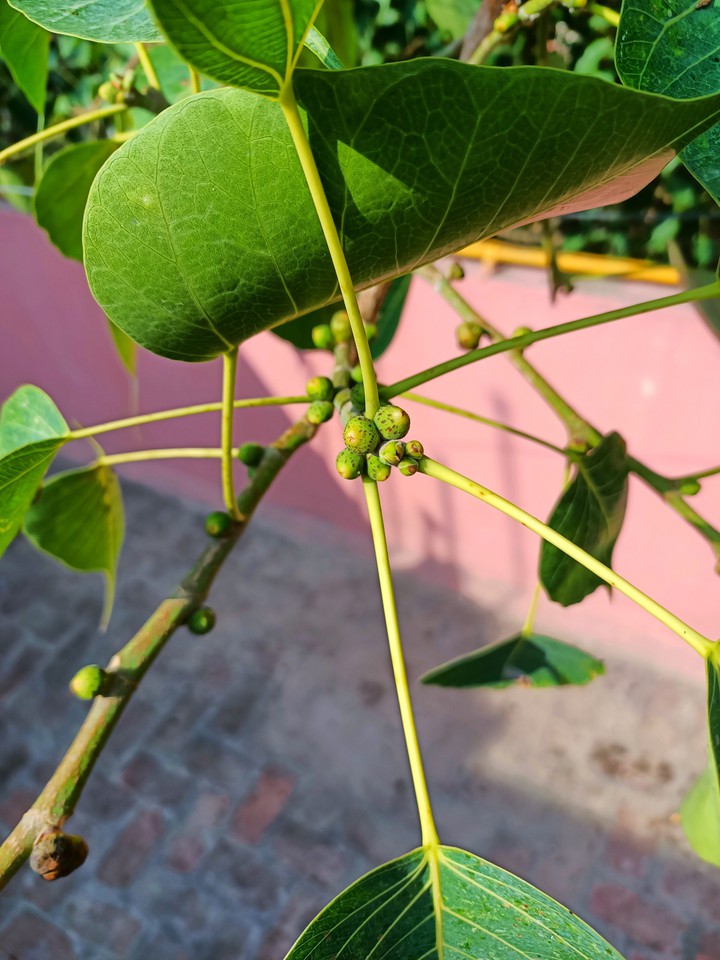 peepal leaves and fruit