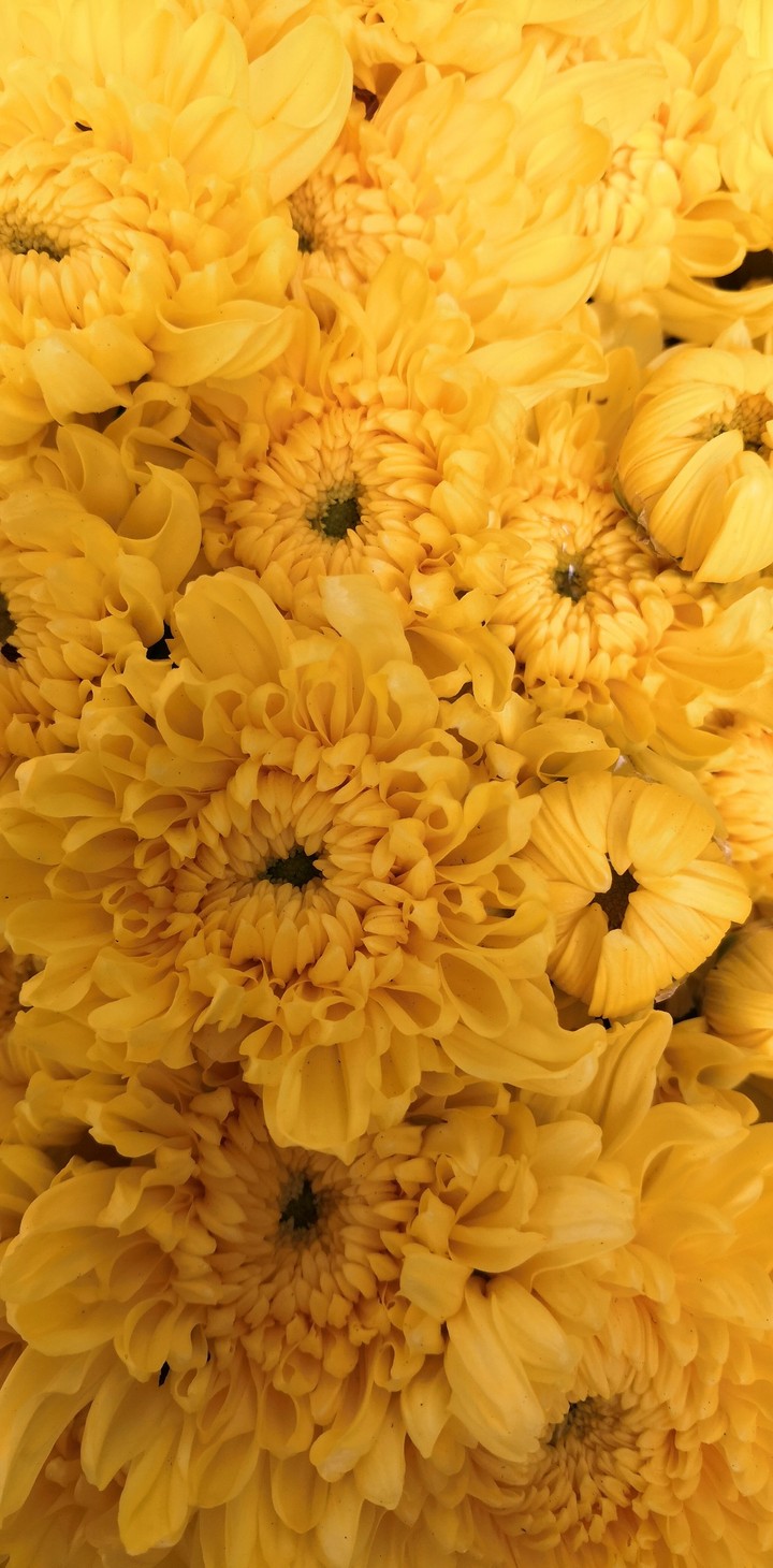 Yellow Daisy