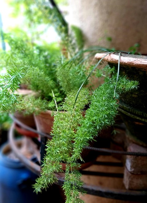 greenish