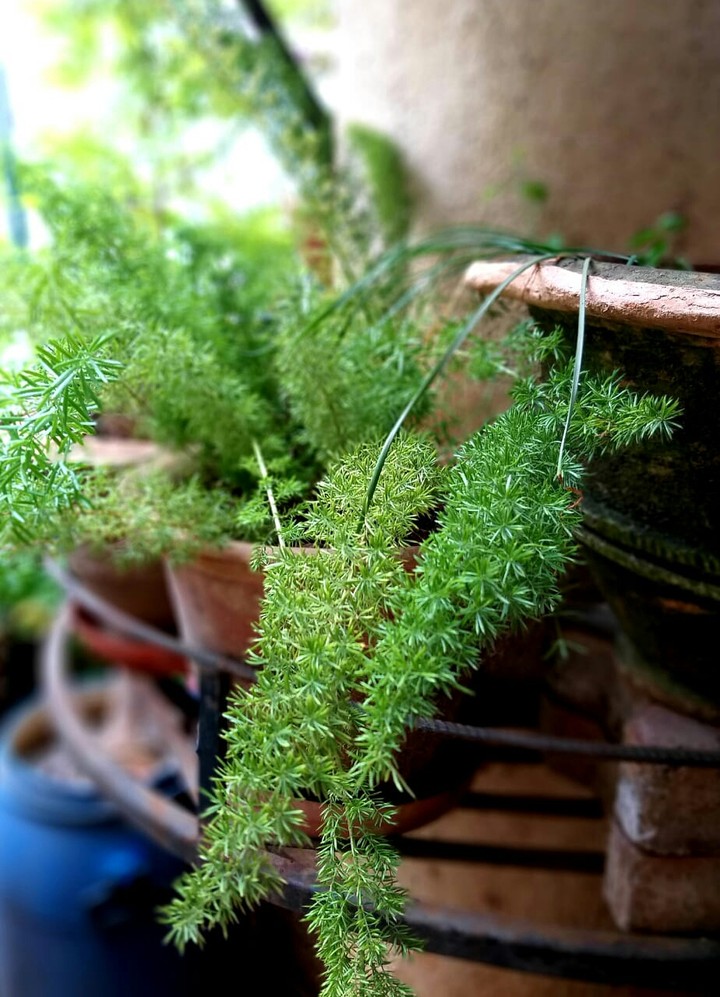 greenish