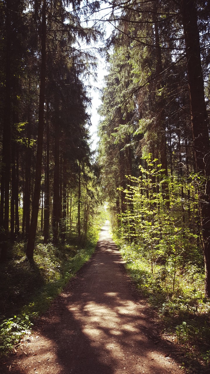 Sienlent forest