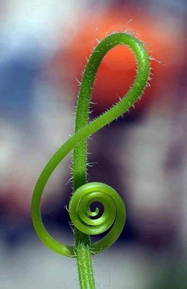 musique