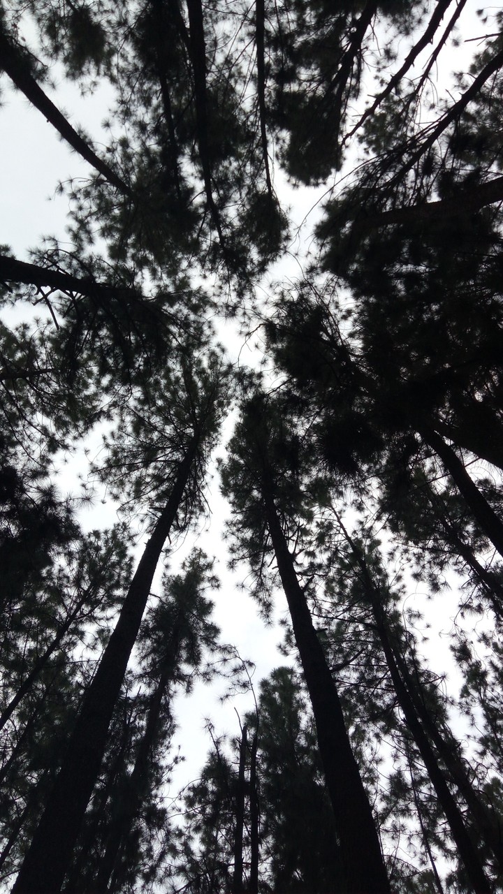 Pine forest