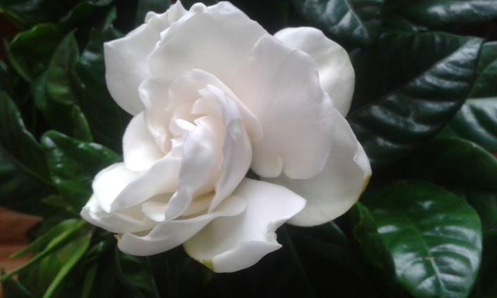 flor de Gardenia