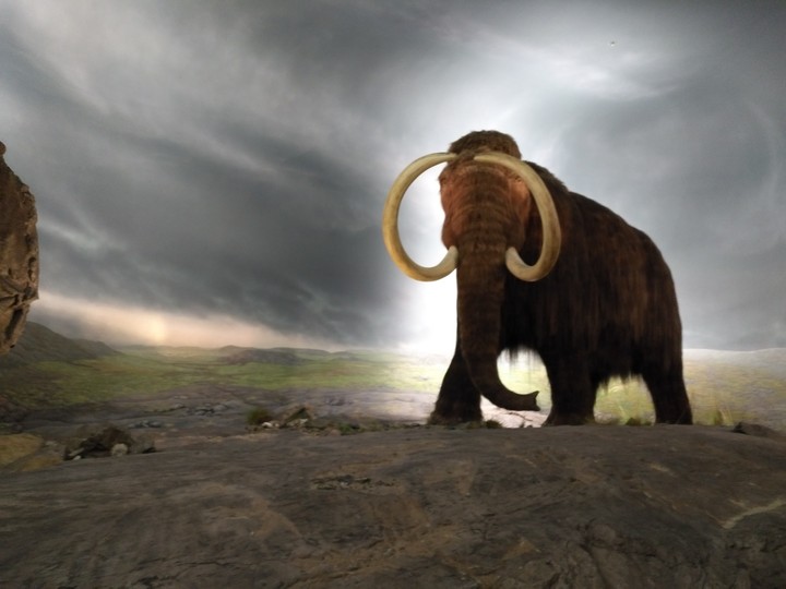 Elephant