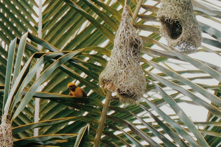 birds