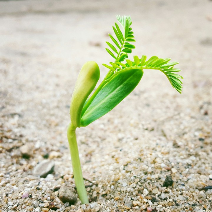 Seedling