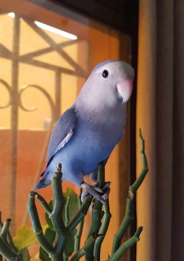 Tota bird