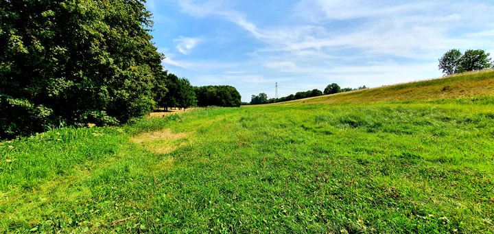 Grass