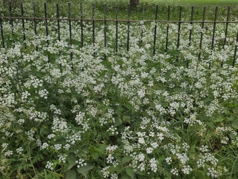רקעים wildflower, umbellifers