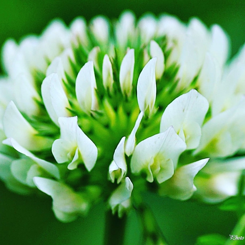 petal, plant Hintergrundbilder
