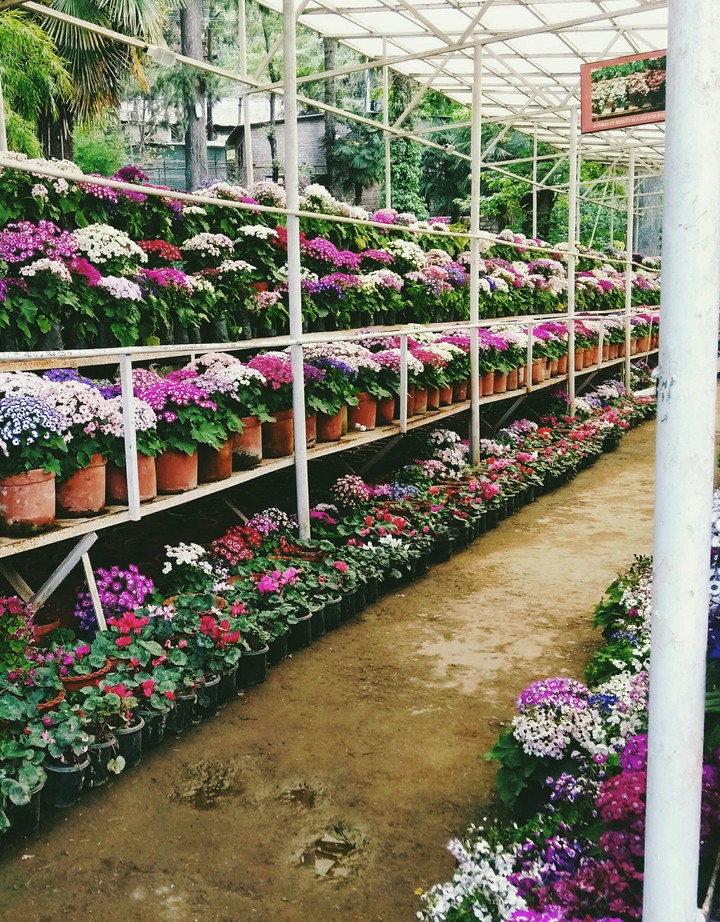 love@flower