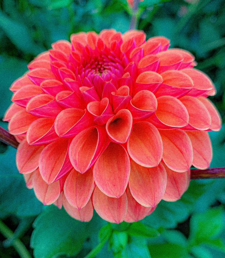 Fucsia