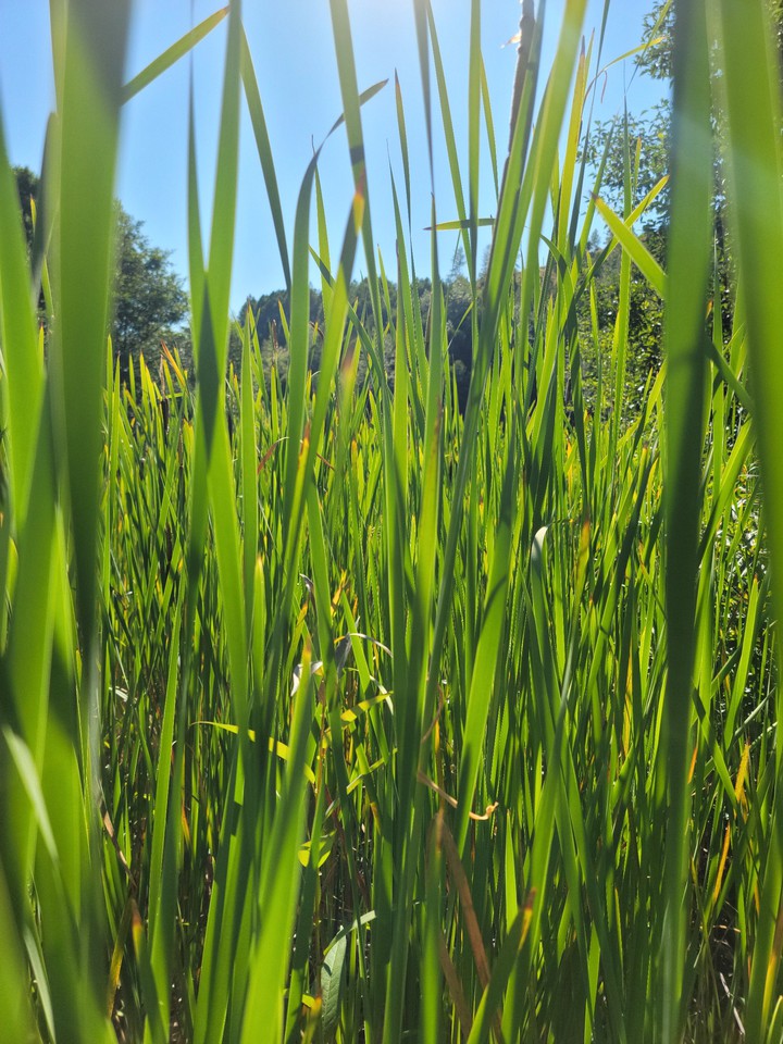 Grass
