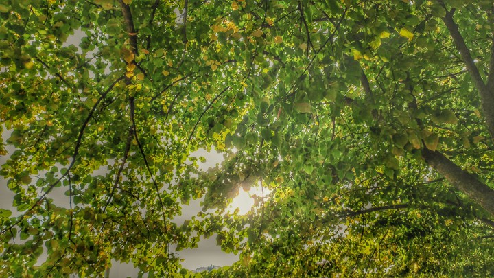 Green Park